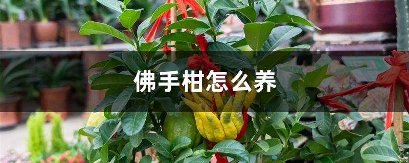 佛手柑怎么养 佛手柑怎么养