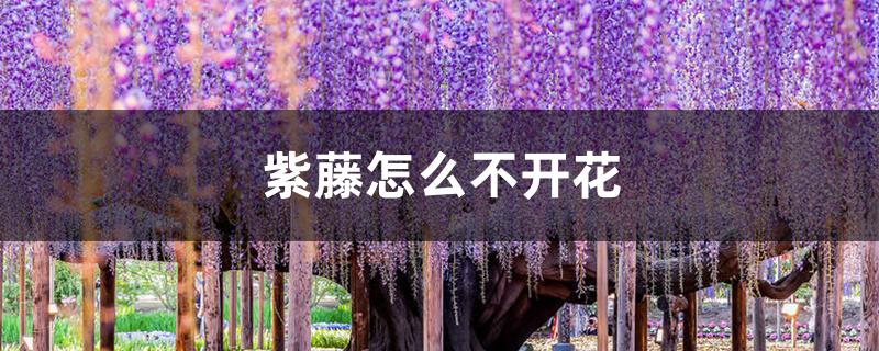 紫藤怎么不开花