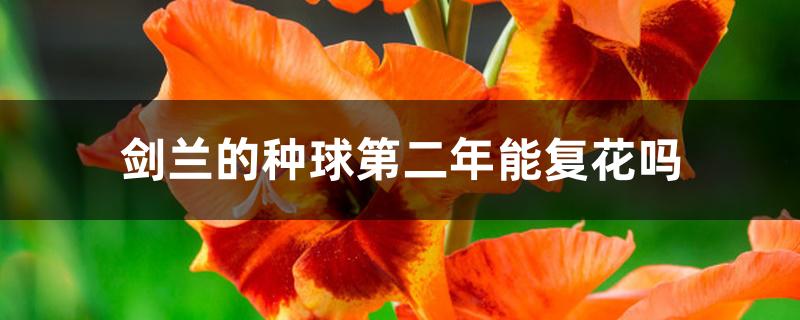 剑兰的种球第二年能复花吗 剑兰的种球第二年能复花吗