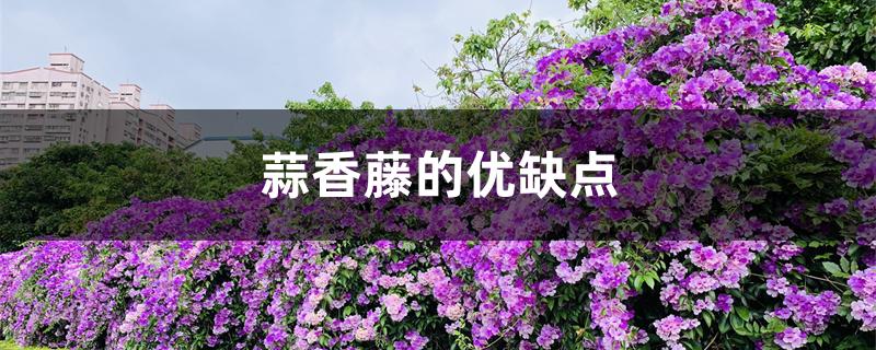 蒜香藤的优缺点 蒜香藤的优缺点