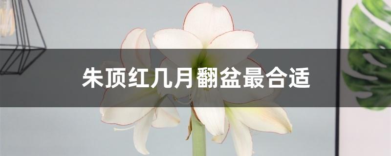 朱顶红几月翻盆最合适 朱顶红几月翻盆最合适