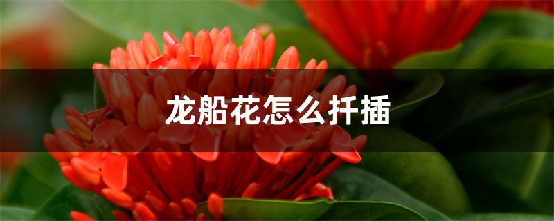 龙船花怎么扦插 龙船花怎么扦插