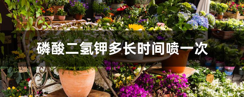 磷酸二氢钾多长时间喷一次 磷酸二氢钾多长时间喷一次