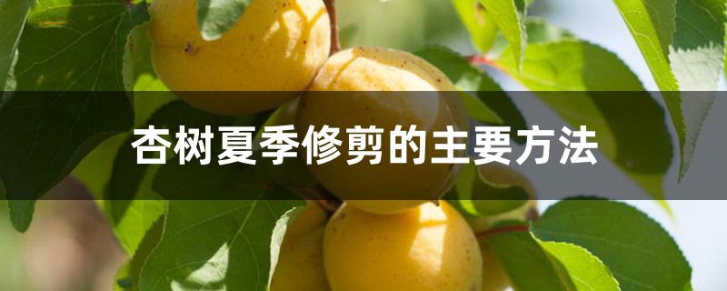 杏树夏季修剪的主要方法 杏树夏季修剪的主要方法
