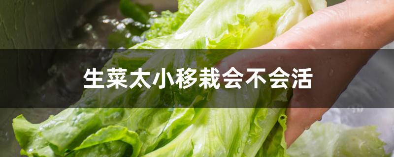 生菜太小移栽会不会活 生菜太小移栽会不会活