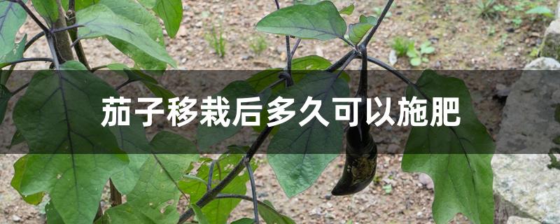 茄子移栽后多久可以施肥 茄子移栽后多久可以施肥