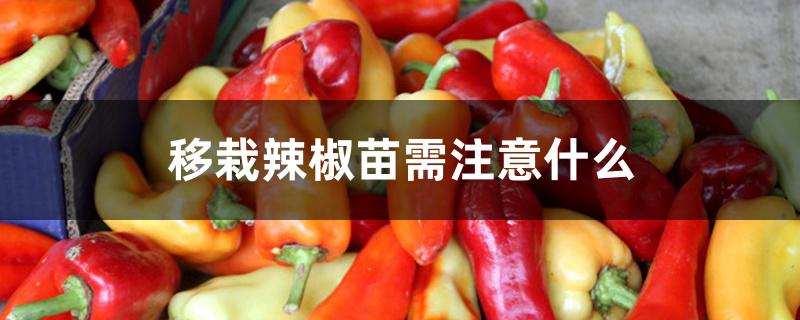 移栽辣椒苗需注意什么 移栽辣椒苗需注意什么