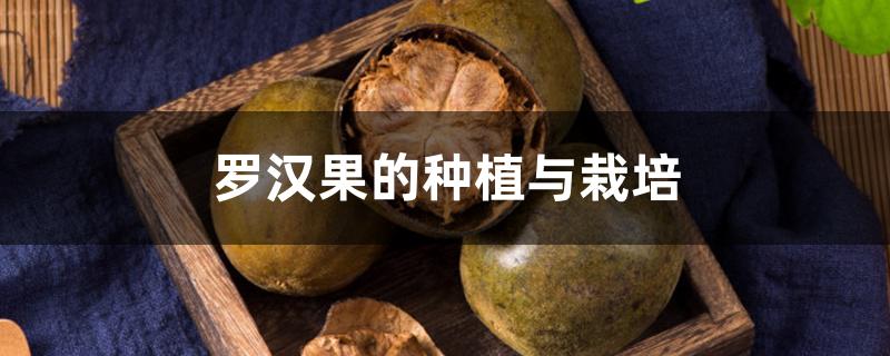 罗汉果的种植与栽培 罗汉果的种植与栽培