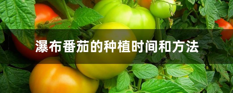 瀑布番茄的种植时间和方法 瀑布番茄的种植时间和方法