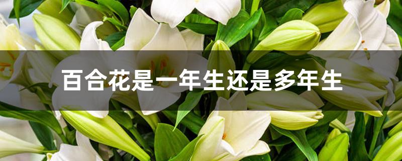 百合花是一年生还是多年生 百合花是一年生还是多年生