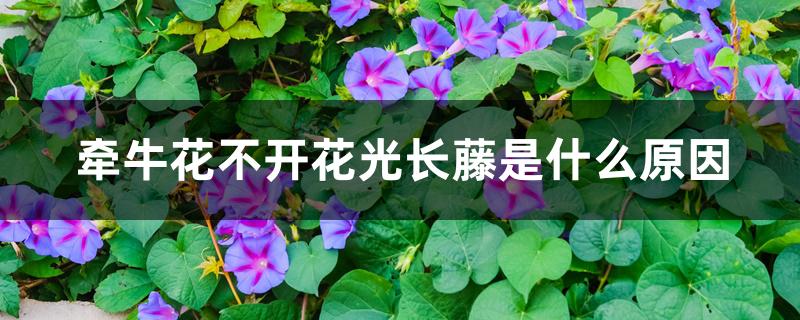 牵牛花不开花光长藤是什么原因 牵牛花不开花光长藤是什么原因