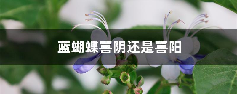 蓝蝴蝶喜阴还是喜阳