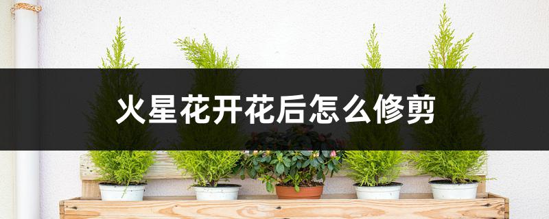 火星花开花后怎么修剪