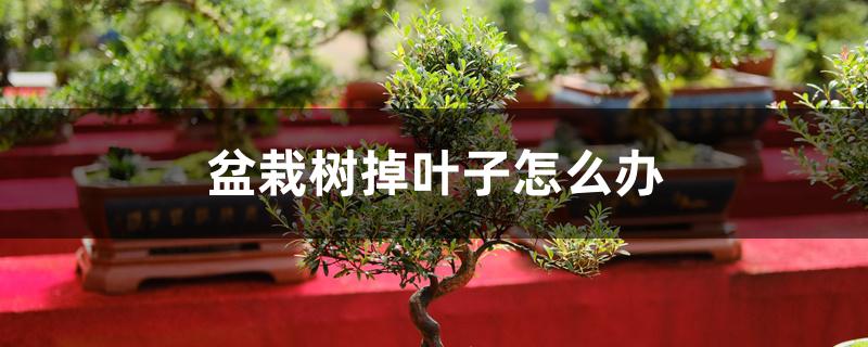 盆栽树掉叶子怎么办