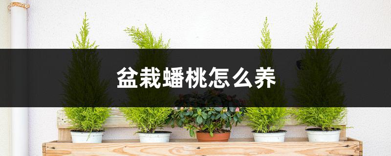 盆栽蟠桃怎么养 盆栽蟠桃怎么养