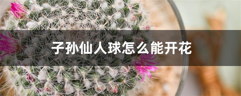 子孙仙人球怎么能开花 子孙仙人球怎么能开花
