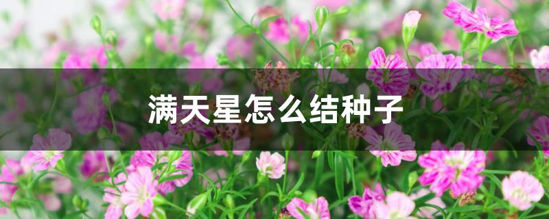 满天星怎么结种子
