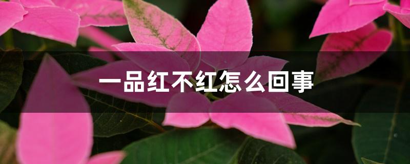 一品红不红怎么回事 一品红不红怎么回事