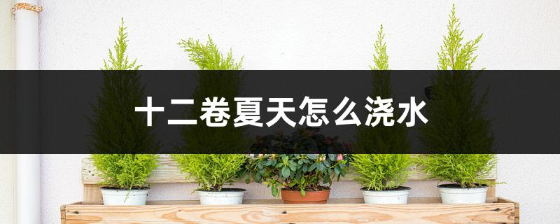 十二卷夏天怎么浇水 十二卷夏天怎么浇水