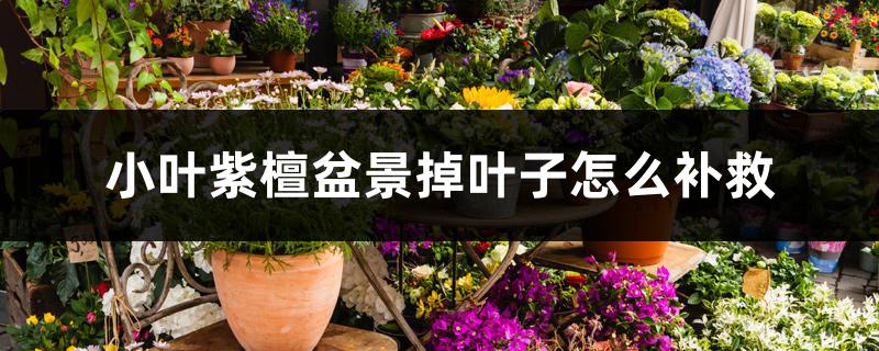 小叶紫檀盆景掉叶子怎么补救 小叶紫檀盆景掉叶子怎么补救