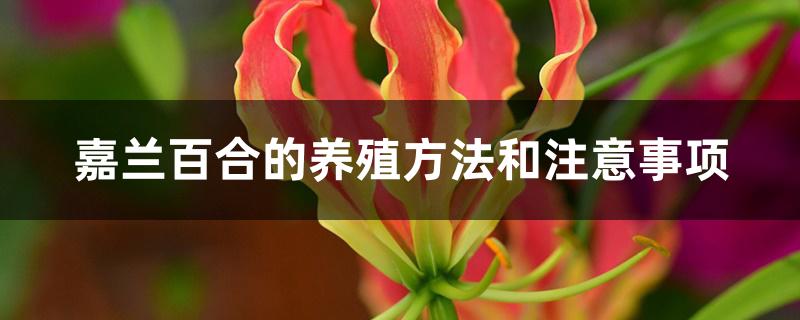 嘉兰百合的养殖方法和注意事项 嘉兰百合的养殖方法和注意事项
