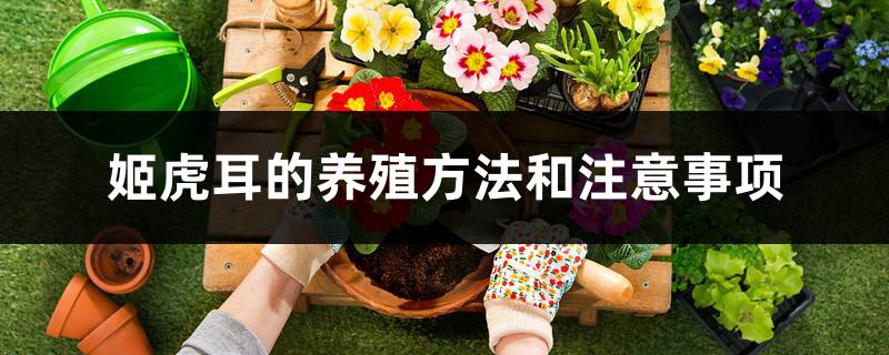 姬虎耳的养殖方法和注意事项 姬虎耳的养殖方法和注意事项