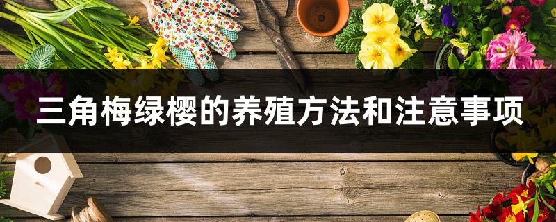 三角梅绿樱的养殖方法和注意事项
