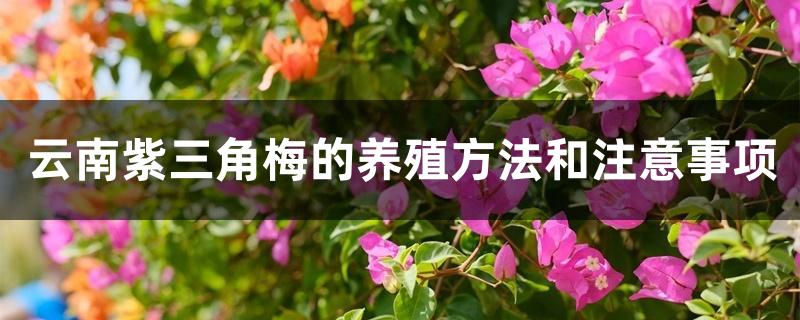 云南紫三角梅的养殖方法和注意事项