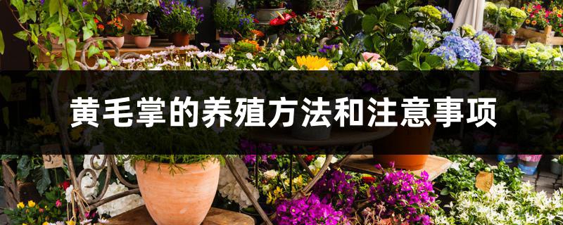 黄毛掌的养殖方法和注意事项 黄毛掌的养殖方法和注意事项