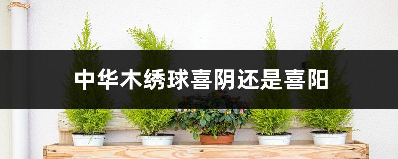 中华木绣球喜阴还是喜阳 中华木绣球喜阴还是喜阳