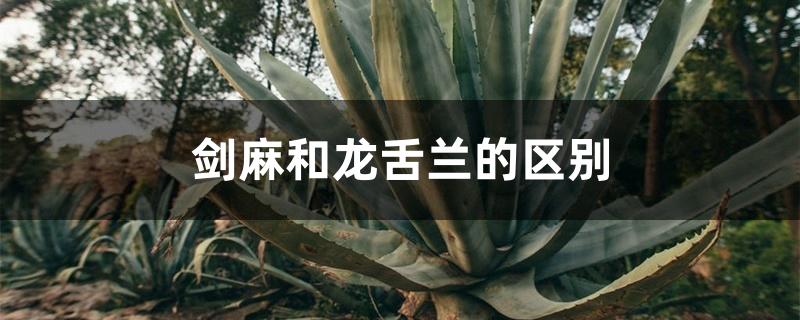 剑麻和龙舌兰的区别 剑麻和龙舌兰的区别
