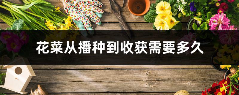花菜从播种到收获需要多久 花菜从播种到收获需要多久