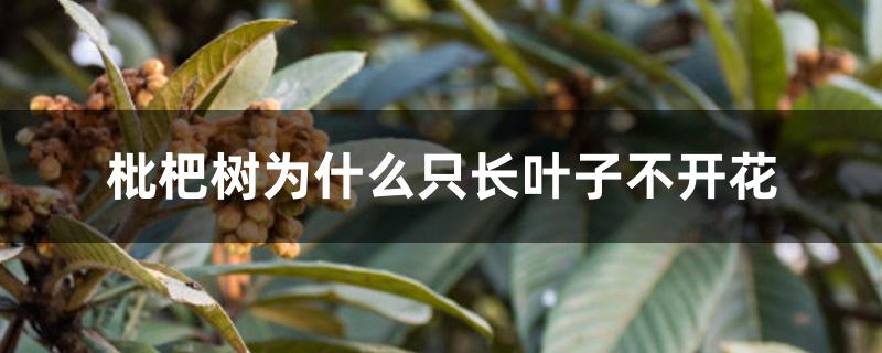 枇杷树为什么只长叶子不开花 枇杷树为什么只长叶子不开花