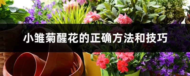 小雏菊醒花的正确方法和技巧 小雏菊醒花的正确方法和技巧