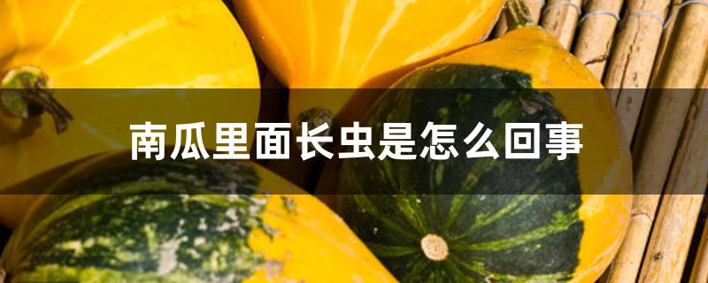 南瓜里面长虫是怎么回事 南瓜里面长虫是怎么回事