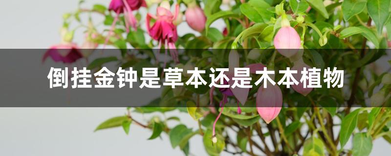 倒挂金钟是草本还是木本植物 倒挂金钟是草本还是木本植物