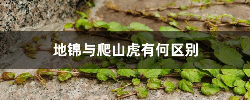 地锦与爬山虎有何区别 地锦与爬山虎有何区别