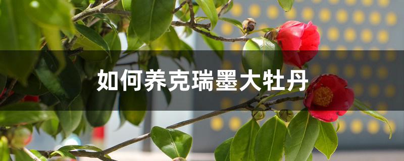 如何养克瑞墨大牡丹 如何养克瑞墨大牡丹