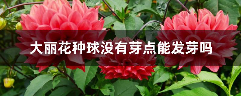 大丽花种球没有芽点能发芽吗 大丽花种球没有芽点能发芽吗