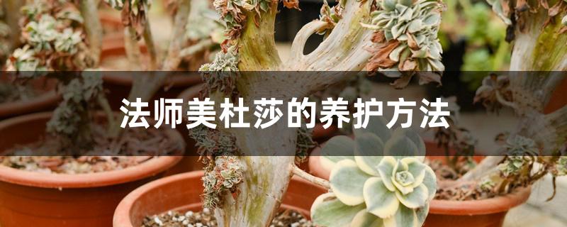 法师美杜莎的养护方法 法师美杜莎的养护方法