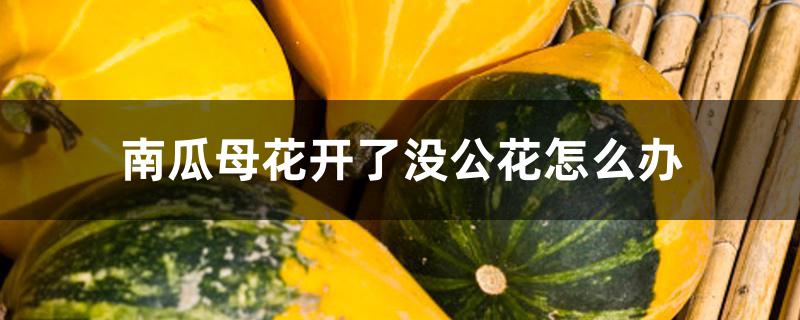 南瓜母花开了没公花怎么办 南瓜母花开了没公花怎么办