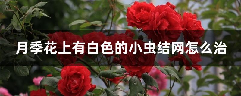 月季花上有白色的小虫结网怎么治 月季花上有白色的小虫结网怎么治