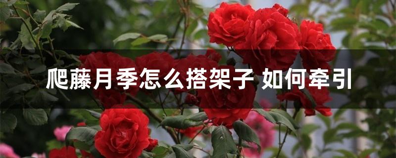 爬藤月季怎么搭架子 如何牵引 爬藤月季怎么搭架子 如何牵引