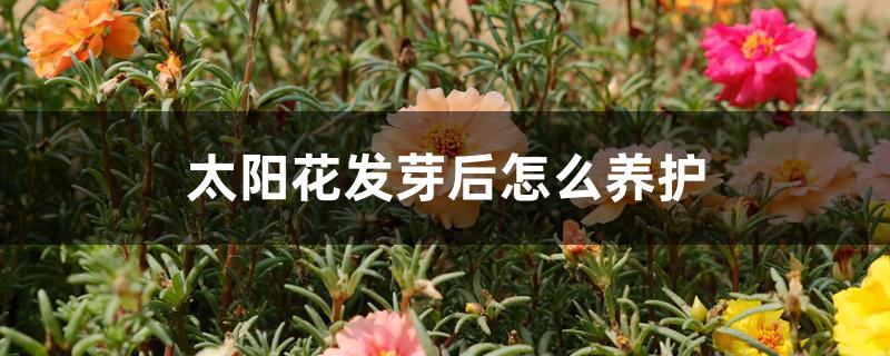 太阳花发芽后怎么养护 太阳花发芽后怎么养护