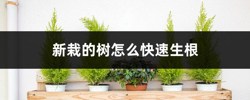 新栽的树怎么快速生根 新栽的树怎么快速生根