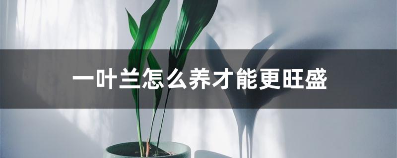 一叶兰怎么养才能更旺盛 一叶兰怎么养才能更旺盛
