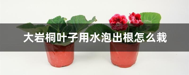 大岩桐叶子用水泡出根怎么栽 大岩桐叶子用水泡出根怎么栽