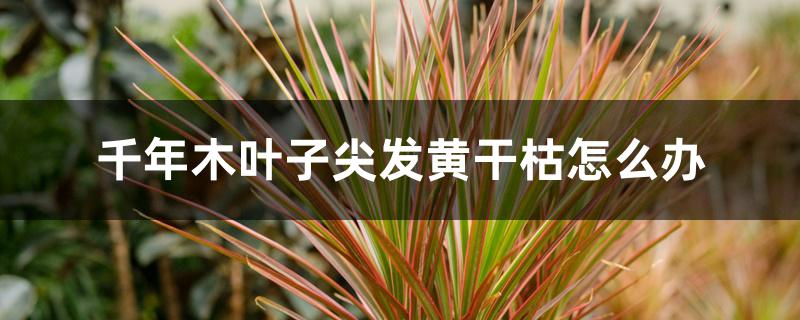 千年木叶子尖发黄干枯怎么办 千年木叶子尖发黄干枯怎么办