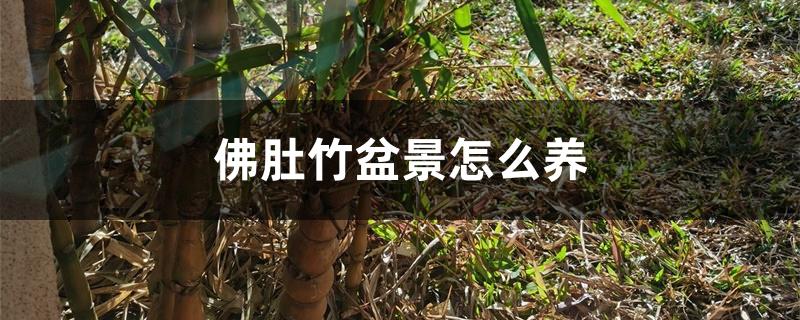 佛肚竹盆景怎么养 佛肚竹盆景怎么养