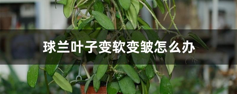 球兰叶子变软变皱怎么办 球兰叶子变软变皱怎么办
